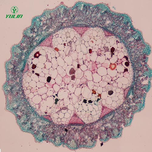 甘肃常见中药茎木类生物玻片