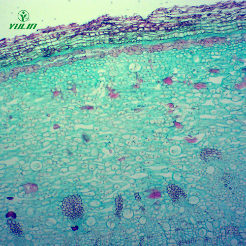 甘肃中药植物皮类显微实验玻片