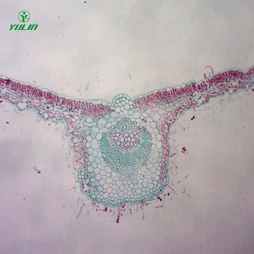 甘肃中药植物叶类显微实验玻片