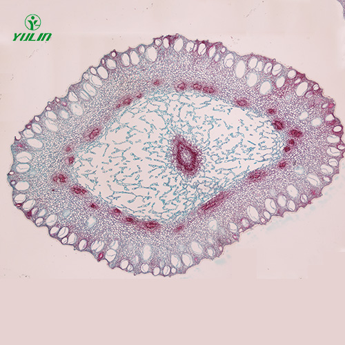 甘肃中药植物花类显微实验玻片