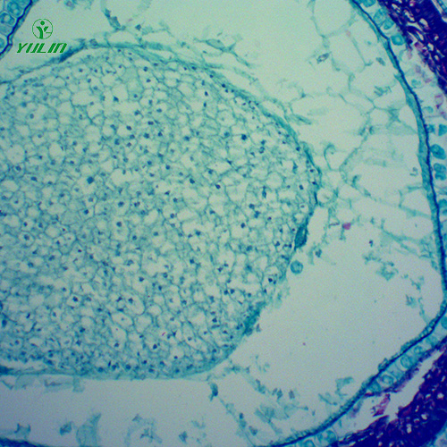 甘肃中药植物果实、种子类显微玻片