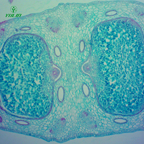 甘肃中药植物胚及果实类生物纤维玻片