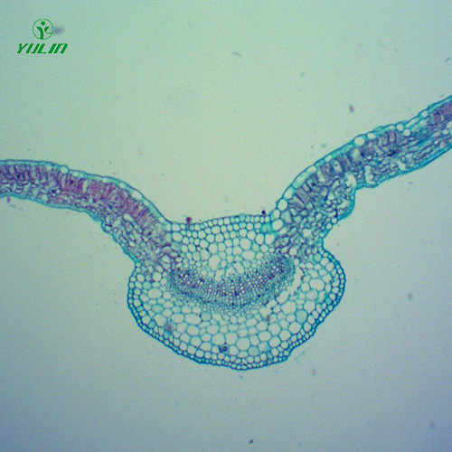 甘肃中药植物全草叶横切