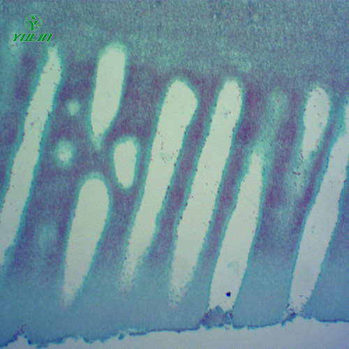 甘肃常见中药植物菌、藻类生物玻片