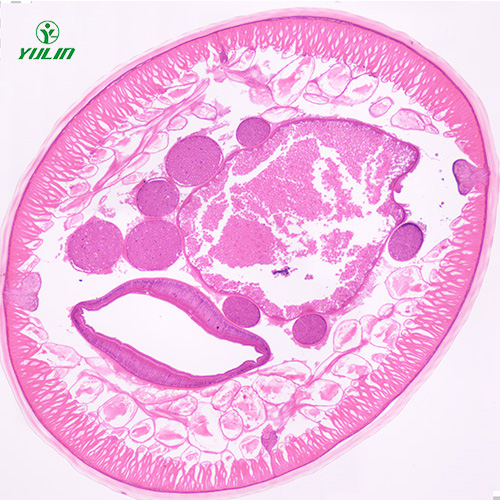 甘肃蛔虫（雄）