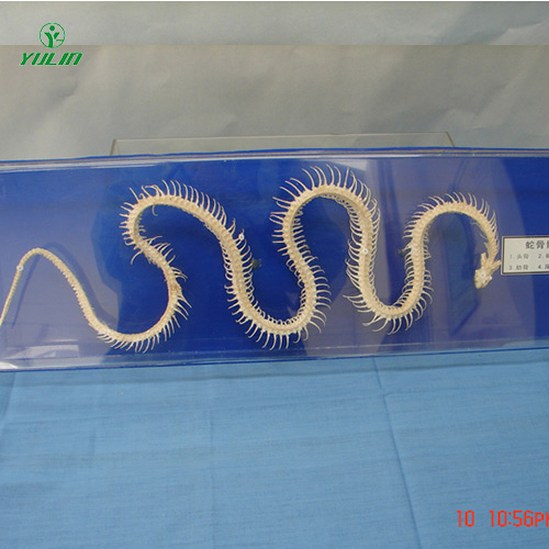 甘肃蛇骨骼标本