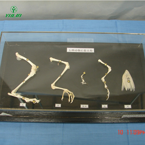 甘肃五纲动物后肢比较