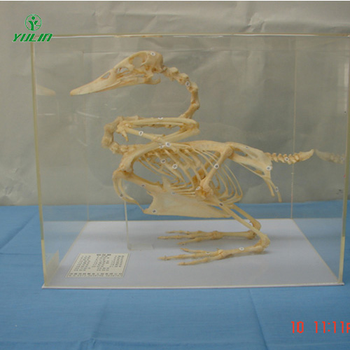 甘肃鸭骨骼包埋标本