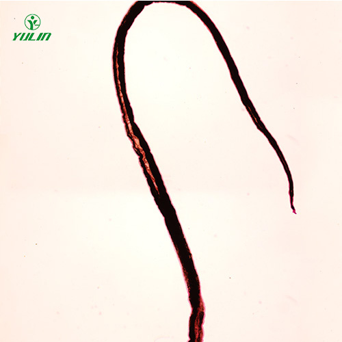 甘肃血吸虫雄虫装片