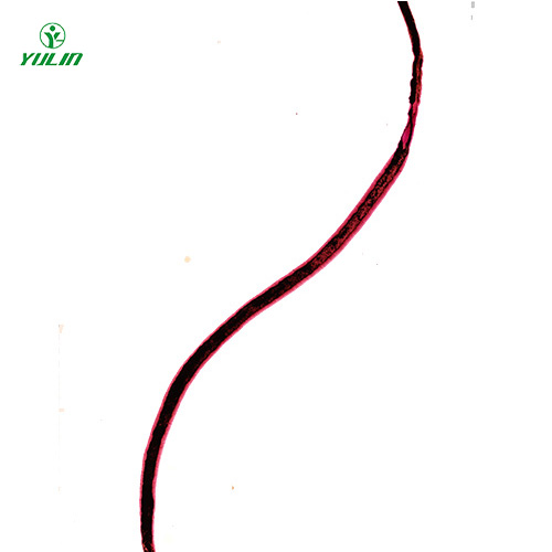 甘肃血吸虫雌虫装片