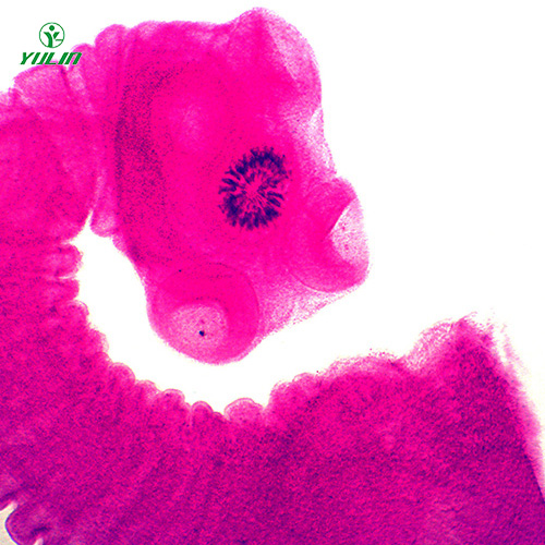 甘肃医学蠕虫绦虫装片