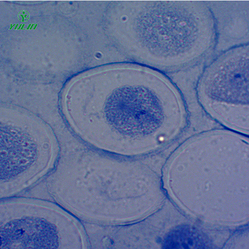 甘肃细胞及遗传学生物实验玻片标本