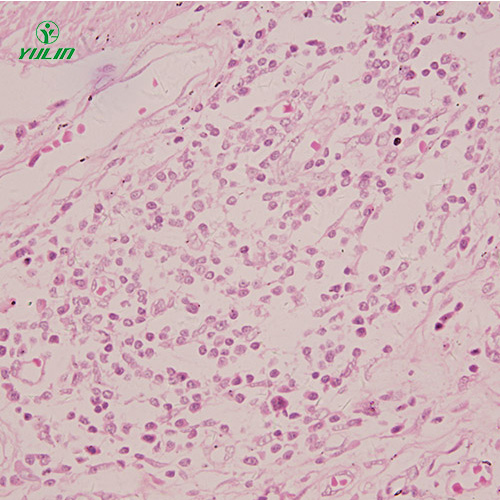 甘肃组织学感觉器官显微玻片
