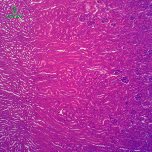 甘肃组织学泌尿系统显微玻片