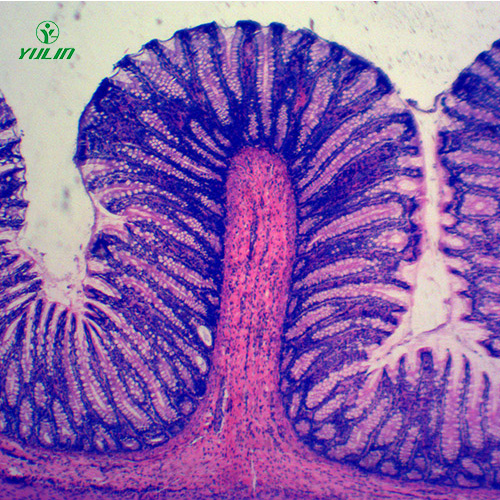 甘肃组织学消化系统显微玻片