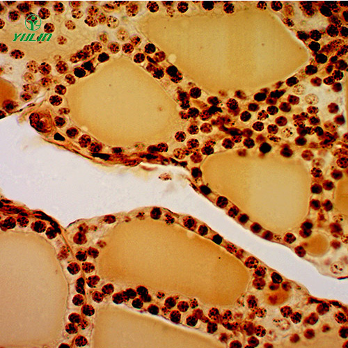 甘肃组织学内分泌系统显微玻片