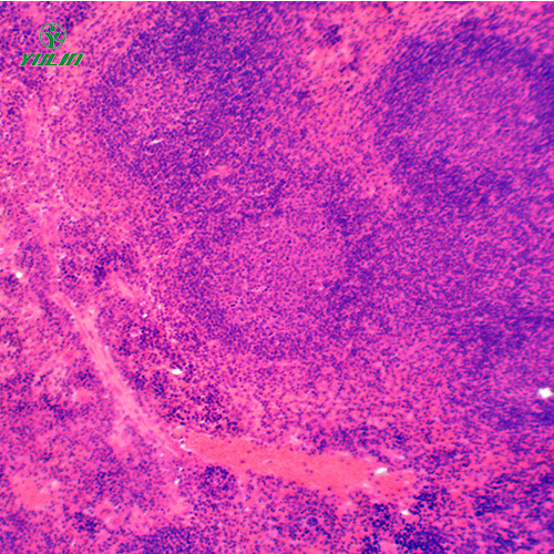 甘肃组织学免疫系统显微玻片