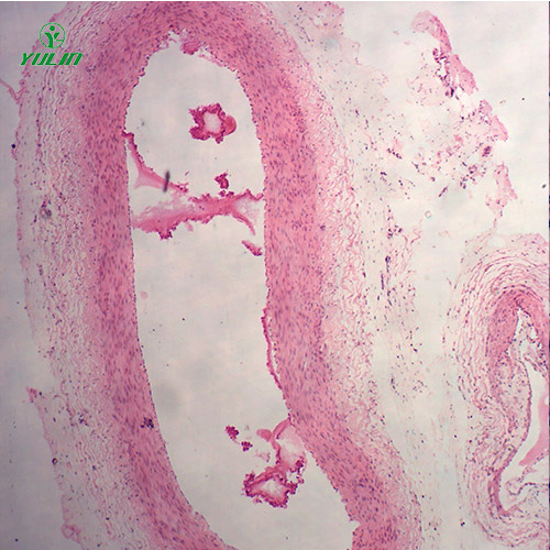 甘肃组织学循环系统显微玻片