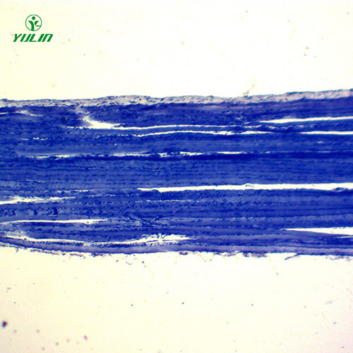 甘肃组织学肌肉组织生物切片