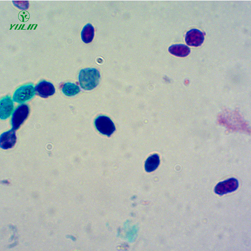 甘肃酵母菌生物切片