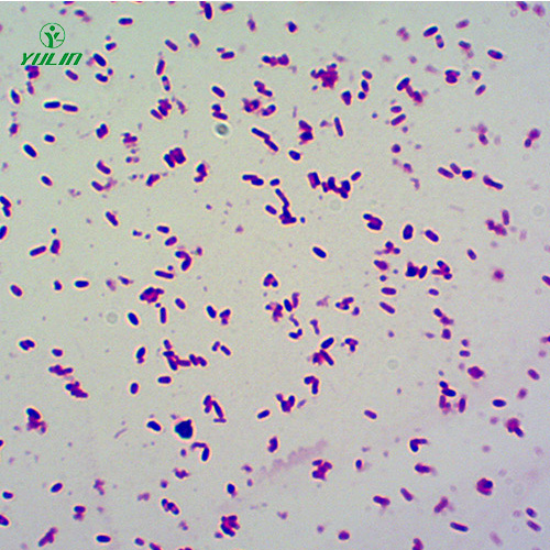 甘肃杆菌生物显微实验玻片