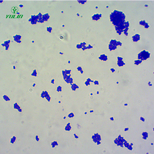 甘肃球菌生物显微实验玻片