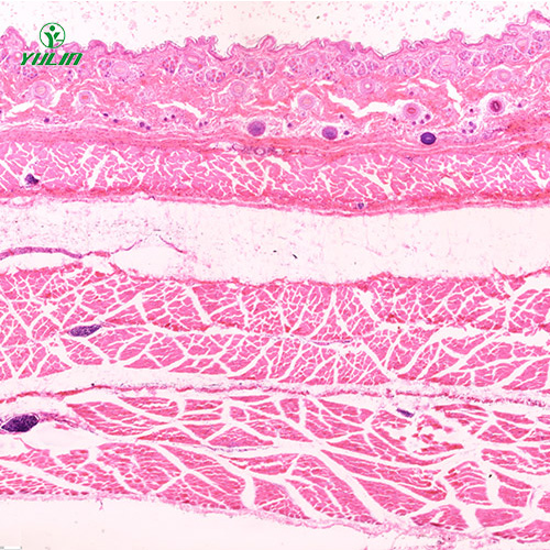 甘肃哺乳类动物显微实验玻片