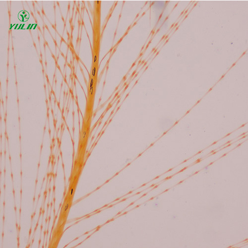 甘肃各种鸟类生物玻片