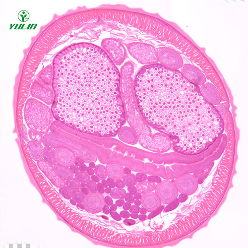甘肃线虫动物生物学实验切片