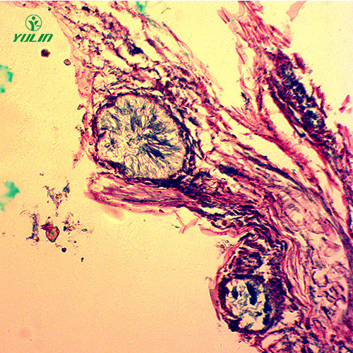 甘肃观赏植物病害标本片