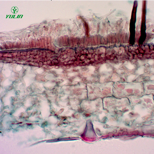 甘肃果树病害标本片