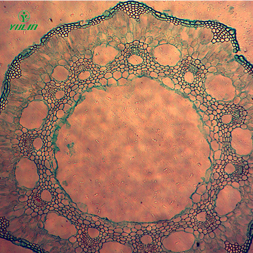甘肃葫芦科植物病害切片