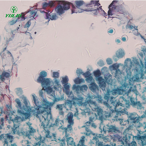 甘肃十字花科植物病害标本片