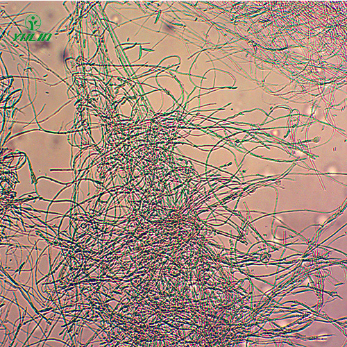 甘肃棉麻植物病害标本片
