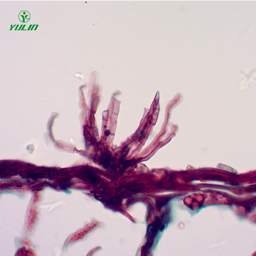 甘肃油料作物病害标本片