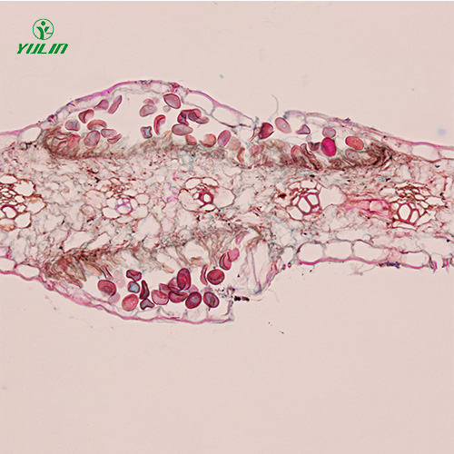 甘肃鞭毛菌植物病理实验切片