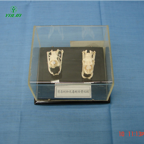 甘肃蛇头骨比较