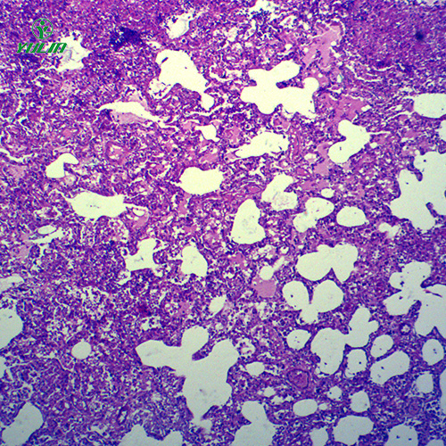 甘肃动物病理学炎症类切片