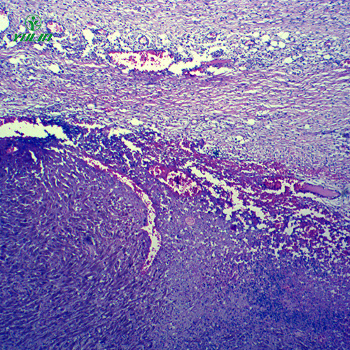 甘肃动物病理学肿瘤类切片