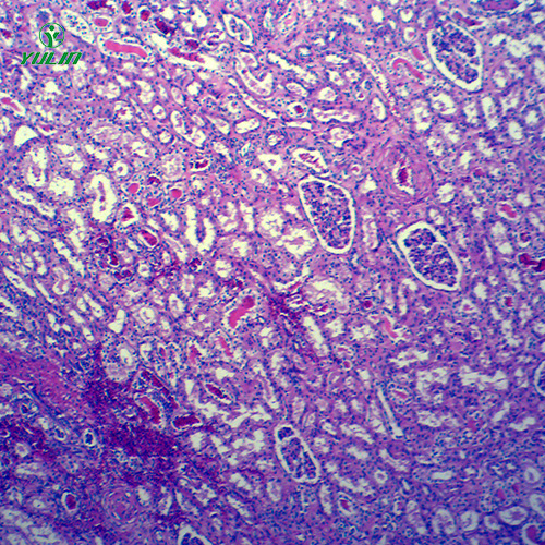 甘肃动物病理学局部血液循环切片