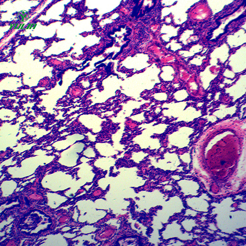 甘肃循环系统浸制标本