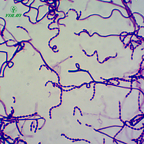 甘肃放线菌生物玻片