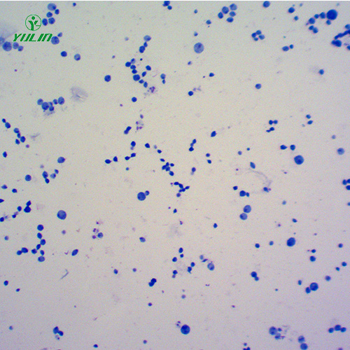 甘肃医学原虫鞭毛虫生物实验切片