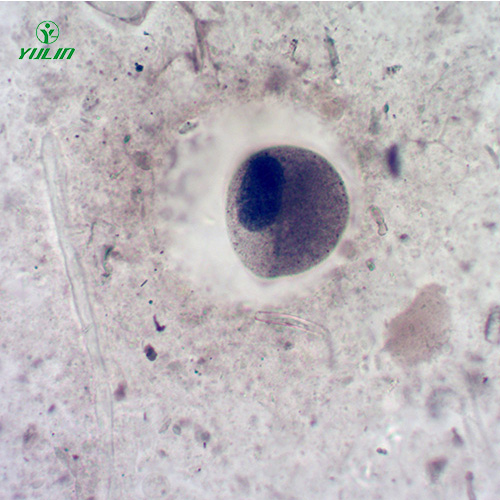 甘肃医学寄生虫纤毛虫玻片
