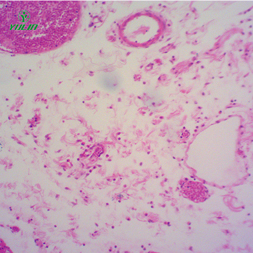甘肃组织学结缔组织实验玻片