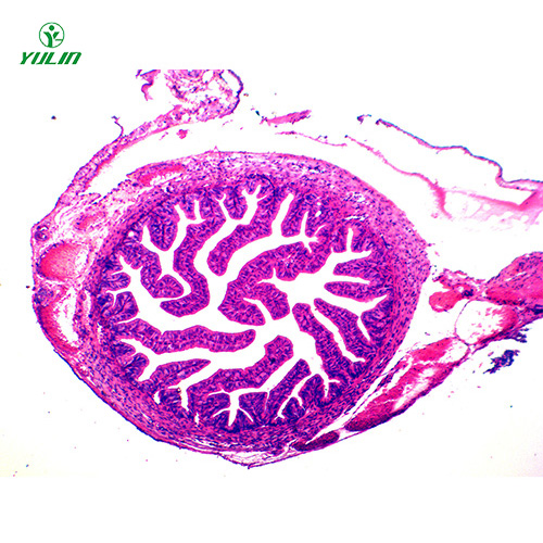 甘肃人体组织学上皮组织生物玻片