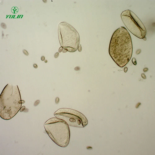 甘肃植物线虫学玻片