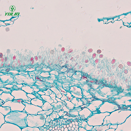 甘肃担子菌、半知菌植物病理玻片