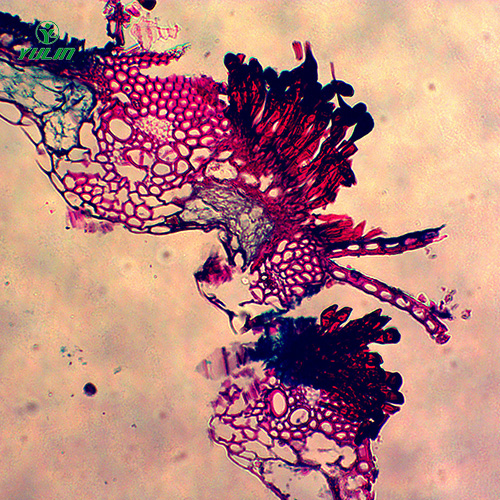 甘肃水稻、麦类植物病害玻片