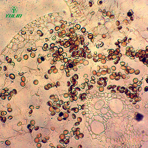 甘肃杂粮薯类植物病害生物玻片